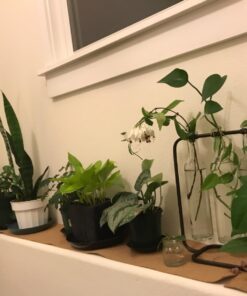 Quartet Cork Rolls, Strips, 24 x 48 inches, Corkboard, Bulletin Board, Natural, 1 Roll (103) 1 Rolll 34 71 AL LrsL