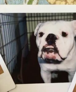 Fujifilm Instax Wide Instant Films for Fuji Instax Wide 210 200 100 300, Pack of 5 35 71 BAFSomtL