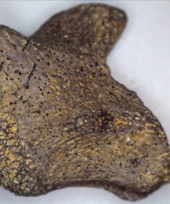 Celestron - 5 MP Digital Microscope Pro - Handheld USB Microscope Compatible with Windows PC and Mac - 20x-200x Magnification - Perfect for Stamp Collecting, Coin Collecting Handheld Digital Microscope Pro 86 71 BpKiIEZL