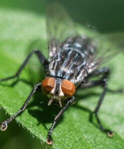 Meike MK-S-AF3B Auto Focus Extension Tube 10mm 16mm For Sony A7 A7M2 NEX 3 NEX 5 NEX 6 A6600 A5000 A6000 A6100 A6300 A6400 A6500 A9 44 71 C60DXDL