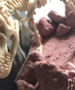 4M KidzLabs Dig A Dino Tyrannosaurus Rex, Paleontology Skeleton Fossil Dinosaur Discovery - STEM Toys Educational Gift for Kids & Teens, Girls & Boys 35 71 CKoHIvyL 3