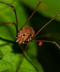 Meike MK-S-AF3B Auto Focus Extension Tube 10mm 16mm For Sony A7 A7M2 NEX 3 NEX 5 NEX 6 A6600 A5000 A6000 A6100 A6300 A6400 A6500 A9 45 71 Dy486QLL