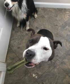 GREENIES Original Regular Natural Dog Dental Care Chews Oral Health Dog Treats, 27 oz. Pack (27 Treats) 27 Count (Pack of 1) 44 71 DzRPFUGL