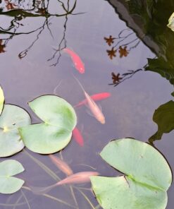 TetraPond Submersible Flat Box Filter, For 250 To 500 Gallon Ponds 33 71 IGhera3L