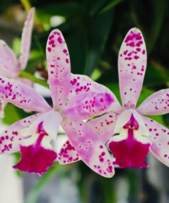 Canon EOS M Mount Adapter 60 71 MmBNWblL