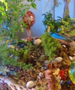 9GreenBox Chinese Elm Bonsai Tree Style 8 74 71 NPgjV6sL