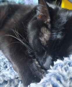 Purina Friskies Pate - (2 Packs of 12) 5.5 oz. Cans 5.50 Ounce (Pack of 24) Pate Variety Pack 34 71 O8D PLaL