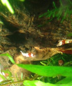 Crystal Red Shrimp SS Grade Live Freshwater Aquarium Shrimp - 1/4 to 1/2 inch Long (5 Shrimp) 5 Shrimp 21 71 PzQ8E0aL