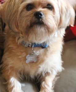 Natural Dog Company Paw Soother Balm, 2 oz. Tin, Dog Paw Cream and Lotion, Moisturizes & Soothes Irritated Paws & Elbows, Protects from Cracks & Wounds 2oz Tin 38 71 Q5kNnlzL