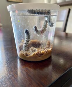 Insect Lore 5 Live Caterpillars Cup of Caterpillars Butterfly Kit Refill - Plus Butterfly Life Cycle Stages Toy Figurines - Shipped Now 75 71 QnLrBhLL