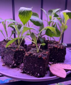 Ladbrooke Genuine Soil Block Maker - Mini 4 Hand Held - Most Popular Soil Blocking Tool, Made in England 39 71 SYoyIldL