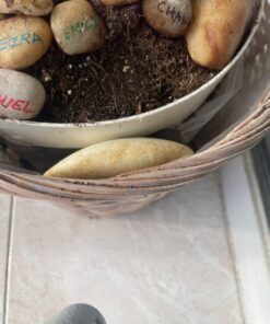 Miracle-Gro Moisture Control Potting Mix - Soil for Indoor & Outdoor Containers, Added Fertilizer Feeds Up to 6 Months, 8 qt. 8 qt. 38 71 TpxabhcL