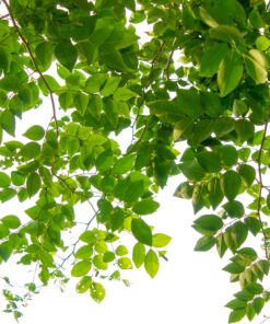 Jobe’s, 01660, Fertilizer Spikes, Tree & Shrubs, Includes 15 Spikes, 12 ounces, Brown 29 71 VYrfOnjL