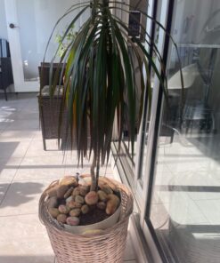 Miracle-Gro Moisture Control Potting Mix - Soil for Indoor & Outdoor Containers, Added Fertilizer Feeds Up to 6 Months, 8 qt. 8 qt. 39 71 XQHNjATL