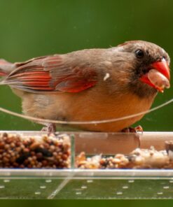 Large Clear Window Bird Feeder - Extended House with Strong Suction Cups - Steel Perch Sliding Feed Seed Tray - See Through Transparent Big Birdhouse - Wild Finch, Cardinal, Blue Jay - Cool Cat Gift 61 71 Y7UTWp1L