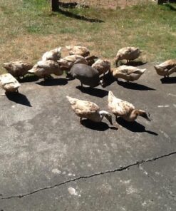 MBTP Bulk Dried Mealworms - Treats for Chickens & Wild Birds (11 Lbs) 18 71 YfcTgEkL