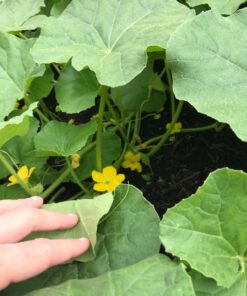 Heirloom Fruit Seeds- Non Hybrid- Real Survival Seeds. Honeydew Green Melon, Banana Melon, Honey Rock Cantaloupe, Watermelon Crimson Sweet, Sugar Baby Watermelon Seeds, Hales Best Jumbo Melon,Non GMO 38 71 Z1txxb1L