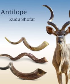 Half-Polished Finish Yemenite Kudu Horn Shofar 20"-22" 15 71 ZDm4mivL