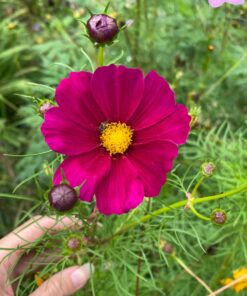 Cosmos Seeds Wildflower Mixture - Bulk 1 Ounce Packet - Over 5,000 Seeds - Pink, Yellow, Orange, Red, Purple and White Mixed Species! 1 Ounce Pouch 51 71 cBubicKL