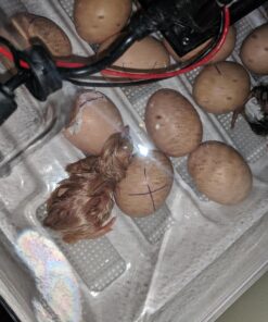 IncuView™ 3 Pro All-in-One Automatic Egg Incubator w Built-in Egg Turner, Incubator Warehouse, Countdown Hatch Timer, Auto-Off Egg Turner, Universal Egg Turner, Quail - Goose, 2022 45 71 cPziHVL