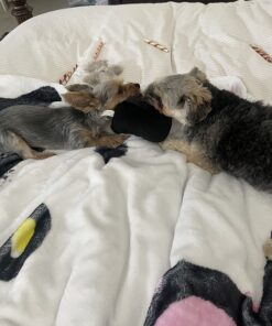 Haute Diggity Dog Fashion Hound Designer Handbags & Bones Collection – Soft Plush Designer Dog Toys with Squeaker and Fun, Parody Designs from Safe, Machine-Washable Materials for All Breeds & Sizes Small Pawda Bag 23 71 d1nqA3L