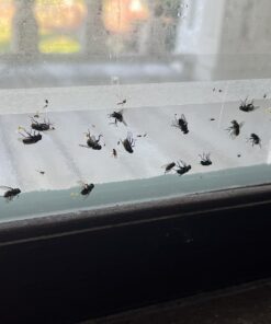 Window Fly Traps by Catchmaster - 12 Count, Ready to Use Indoors. Insect, Bugs, Fly & Fruit Fly Glue Adhesive Sticky Paper - Waterproof Easy Application Ready Disposable Non-Toxic 12 Traps 32 71 dIVyYAmL 1