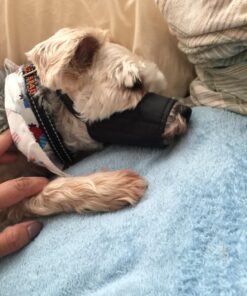 Downtown Pet Supply - Quick-Fit Dog Muzzle for Grooming - Pet Care & Dog Grooming Supplies - Soft Nylon Muzzle with Safety Buckle - Size 1 - Muzzle for Small Dog 37 71 eE4jxrOL