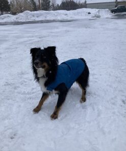 Kurgo Loft Dog Jacket, Reversible Dog Coat, Wear with Harness or Sweater, Water Resistant, Reflective, Winter Coat For Large Dogs (Coastal Blue, L) Coastal Blue/Orange 37 71 fsxlnXhL