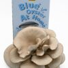 Root Mushroom Farm— Blue Oyster Mushroom Grow kit/ 3.2 pounds Log/Multiple flushes/Everything Included