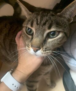 MicrocynAH Ophthalmic Gel 10 71 mIZoyq4L