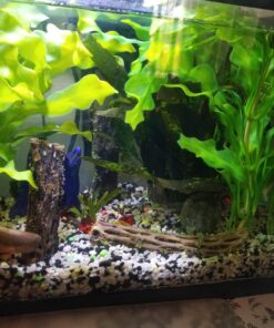 SunGrow Cholla Wood, 5” Climbing Logs, Chew Toy, Aquarium Fish, Snail & Shrimp Driftwood, Décor Adds Raw Beauty, 3 Pack (3 Pieces, 5 inches) 43 71 nsNeb wL 2