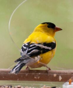 Large Clear Window Bird Feeder - Extended House with Strong Suction Cups - Steel Perch Sliding Feed Seed Tray - See Through Transparent Big Birdhouse - Wild Finch, Cardinal, Blue Jay - Cool Cat Gift 62 71 qbZMfTGL