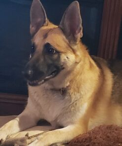 Purina ONE Natural Dry Cat Food, Tender Selects Blend With Real Salmon - 16 lb. Bag 16.00 Pound (Pack of 1) 41 71 t2LegDPL