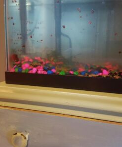 Ramshorn Snails, Algae Eater, Live Snails for Freshwater Aquariums - 1/8 to 1/2 inch (10 Snails) 10 Snails 20 71 uJdy5 FL