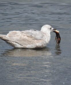 Nikon COOLPIX P900 Digital Camera (Black) 72 71 wTh7eHGL