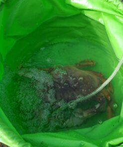 Premium Collapsible Bucket by Freegrace - Compact Portable Folding Water Container - Lightweight & Durable - Includes Handy Tool Mesh Pocket Green 16L 20 710 78NVBiL 2