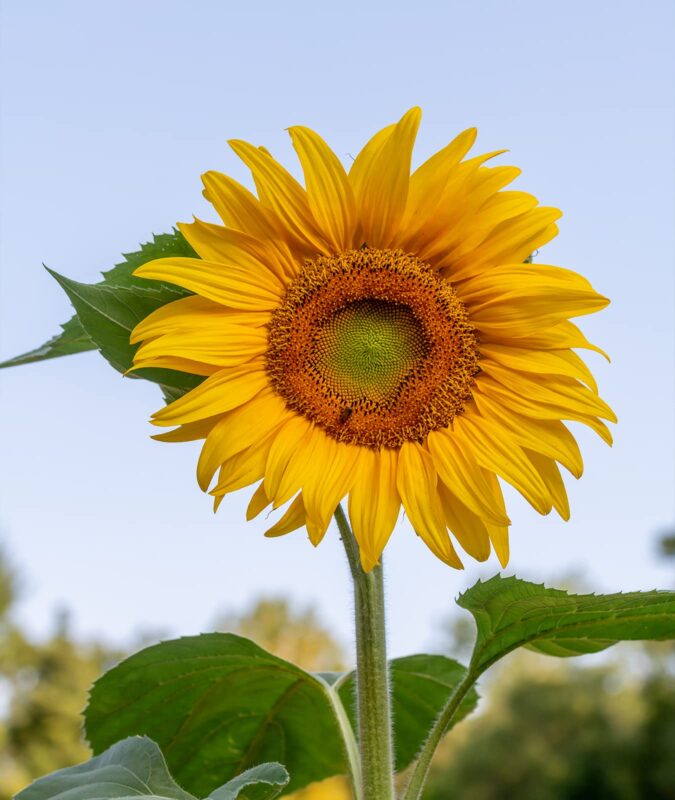 Catalog 7 Burpee Mammoth Russian Sunflower Seeds 200 seeds