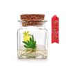 Award Winning, Maintenance Free Orchid Terrarium - Psygmorchis Pusilla - Miniature, No Green Thumb Necessary, Great for Work, Home, Unique Gift. 54 71034HLeSoL
