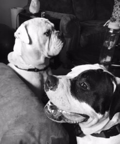 Leashboss Short Dog Leash for Dog Training | Padded Traffic Handle Short Leash for Dog Training, Total Comfort when Dog Walking | Traffic Leash for Dogs Large, Medium, Small | Short Nylon Dog Lead 12 Inch Black 43 71038cAYYuL