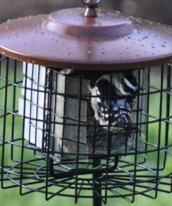 More Birds Squirrel-X Double Suet Feeder, Outdoor Wild Bird Feeder, Cage Bird Feeder, 2 Suet Cake Capacity 26 71086mry0L