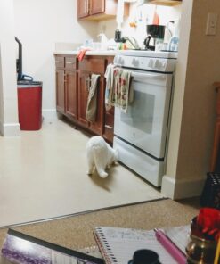 Swiffer Sweeper Wet Mopping Cloth Multi Surface Refills, Febreze Lavender Scent, 36 count 36 Count (Pack of 1) Wet Mop 36 7108ujPDnyL