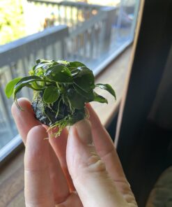 (Anubias Nana Petite Lava Stone) Anubias, Java Fern, Moss and More! Freshwater Live Aquarium Plants on Driftwood for Aquatic Tropical Fish Tank Decorations - Easy to Drop by Greenpro Anubias Petite Lava Stone 34 7109aGRrdcL