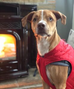 Kurgo Loft Dog Jacket, Reversible Dog Coat, Wear with Harness or Sweater, Water Resistant, Reflective, Winter Coat For Medium Dogs (Chili Red, M) Chili Red/Charcoal 51 710AYnCun L