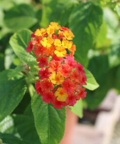 Canon EOS Rebel T7 DSLR Camera with 18-55mm Lens | Built-in Wi-Fi | 24.1 MP CMOS Sensor | DIGIC 4+ Image Processor and Full HD Videos 43 710EeUOfUXL