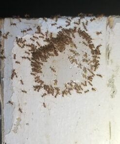 Terro T100-12 Liquid Ant Killer II, 1 oz, Pack of 1 31 710JL5pZd9L