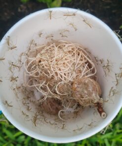 Praying Mantis (5) Egg Cases with Habitat Cup- 5 Egg Cases & 1,500 Live Ladybugs 50 710JrVEWAL 2