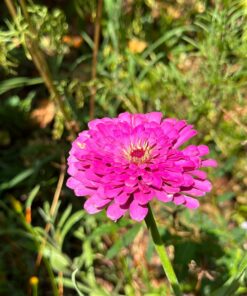 Monarch Butterfly Rescue Wildflower Seed Packet Bulk Open-Pollinated Wildflower, No Fillers, Annuals, Perennials and Milkweed Seeds for Monarch Butterfly1oz 65 710M5SOREuL