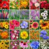 Eden Brothers Southwest Wildflower Mixed Seeds for Planting, 1/4 lb, 120,000+ Seeds with Cornflower, Blanket Flower | Attracts Pollinators, Plant in Spring or Fall, Zones 3, 4, 5, 6, 7, 8, 9, 10 1/4 Pound 51 710M6AkuyZL