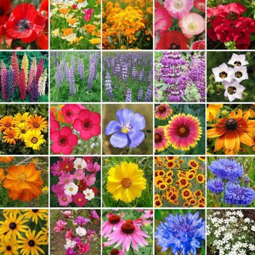 Eden Brothers Southwest Wildflower Mixed Seeds for Planting, 1/4 lb, 120,000+ Seeds with Cornflower, Blanket Flower | Attracts Pollinators, Plant in Spring or Fall, Zones 3, 4, 5, 6, 7, 8, 9, 10 1/4 Pound