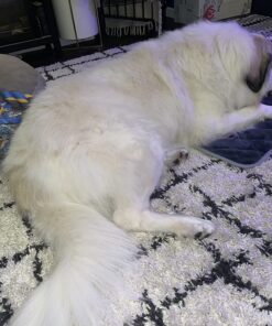 Wild Alaskan Salmon Oil for Dogs & Cats - Omega 3 Skin & Coat Support - Liquid Food Supplement for Pets - Natural EPA + DHA Fatty Acids for Joint Function, Immune & Heart Health 16 Fl Oz 16 Fl Oz (Pack of 1) 34 710Nkp76dzL